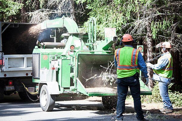 Trusted Menahga, MN Tree Care Experts